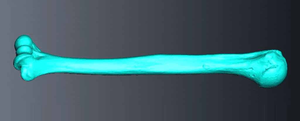 חזקות יותר מחותרות מקצועיות של ימינו. עצם הכתף של אישה מהתקופה הניאוליתית | מקור: אוניברסיטת קיימברידג'