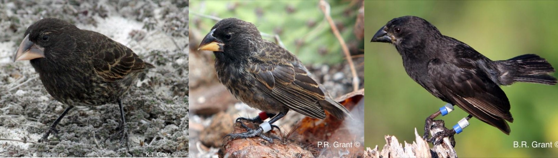 "ביג בירד" (במרכז) עם שני מיני ההורים פרוש הקרקע (מימין) ופרוש הקקטוס | צילומים: P.R Grant, B.R Grant, K.T Grant