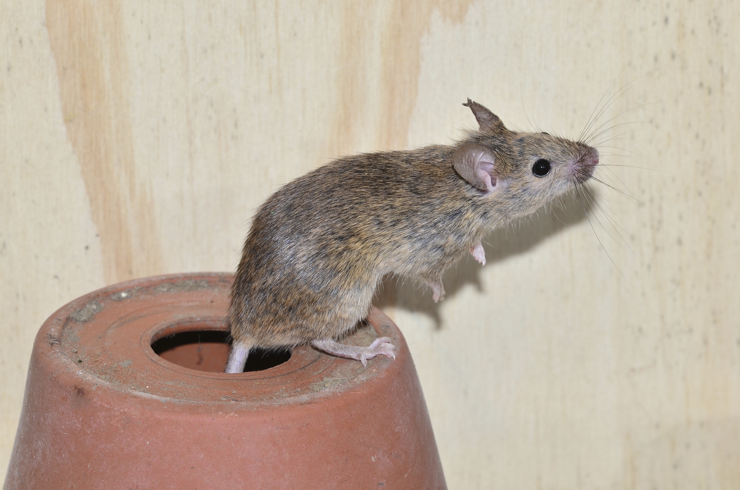 עמידים לרעל בזכות גנים מעכברי הבר, למרות שהם נפרדו אבולוציונית לפני 1.5 שנים. עכבר הבית | צילום: |Science Photo Library