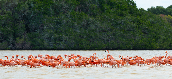 להקת פלמינגו אמריקני ביער מנגרובים ביוקטן | צילום: SL-Photography, Shutterstock