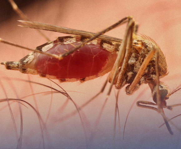 صورة بعوضة بعد أن تناولت وجبة دسمة من الدم وامتلأ بطنها | צילום: Shutterstock