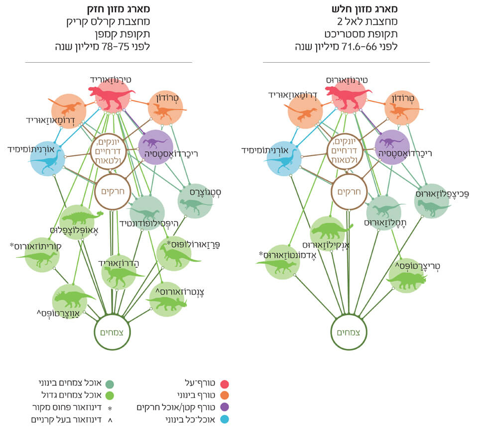 איור מודל ממוחשב של מארגי המזון. מקור: סטיבן ברוסט; גרפיקה: דייזי צ'אנג | Scientfic American