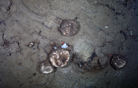 שבילי הספוגים שצולמו במחקר | AWI OFOBS team, PS101