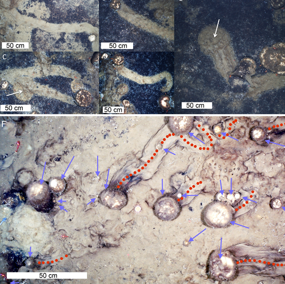 תמונה מהמאמר המראה את שבילי הספוגים | AWI OFOBS team, PS101; Morganti et al./Current Biology
