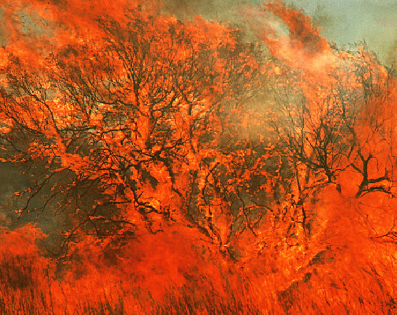 שריפת יער באוסטרליה המערבית | צילום: Jerry Mason / Science Photo Library