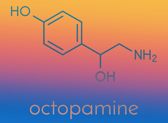 מכין את הגוף למאמץ ומקנה לנוטלים אותו יתרון לא הוגן על פני ספורטאים אחרים. אוקטופמין | איור: Shutterstock