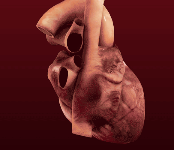 מסוגל להזרים 20 ליטר שם דם כל דקה בשעת מאמץ. כך נראית התכווצות הלב | הדמיה: Science Photo Library