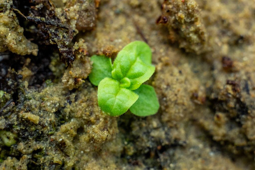 נובט גם אחרי 142 שנה: בוצין התיקן | צילום: דרק ל' טרנר, אוניברסיטת מישיגן סטייט
