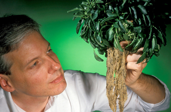 חוקר בוחן שורשי צמח מהסוג Thlaspi, צובר-על של מתכות כבדות בהן אבץ וקדמיום | צילום: KEITH WELLER / US DEPARTMENT OF AGRICULTURE / SCIENCE PHOTO LIBRARY