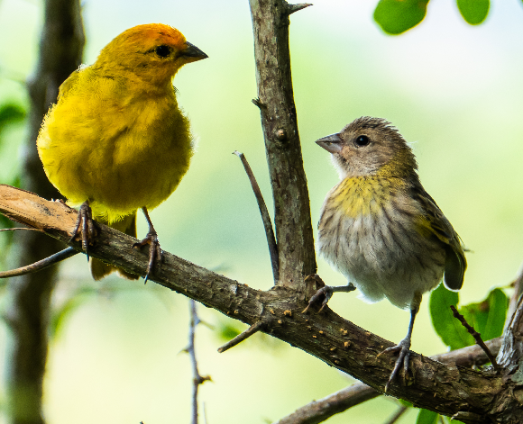 קנרית בוגרת, משמאל, לצד פרט צעיר | Shutterstock, Afonso Farias