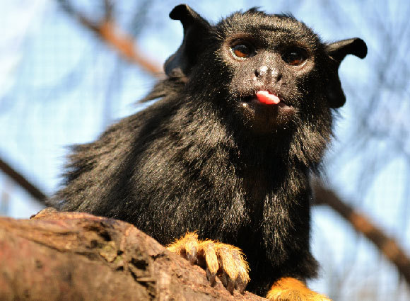 טמרין זהוב ידיים חורץ לשון | צילום: reathe163, Shutterstock