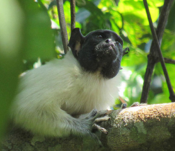 טמרין דו גוני | צילום: טיינרה סוברוזה