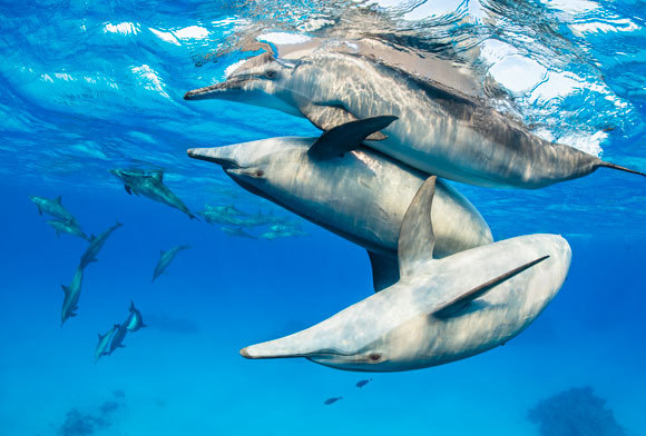 דולפינים מהמין סטנלה ארוכת-חרטום משחקים יחדיו | צילום: Alex Mustard / Nature Picture Library / Science Photo Library