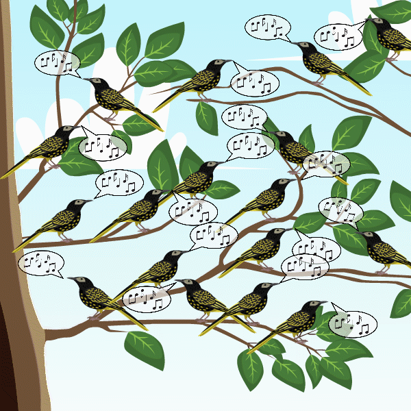 עם הירידה במספר הפרטים באוכלוסייה, נעלם גם השיר, מה שעלול להאיץ את הכחדת הציפורים | איור: יונת אשחר