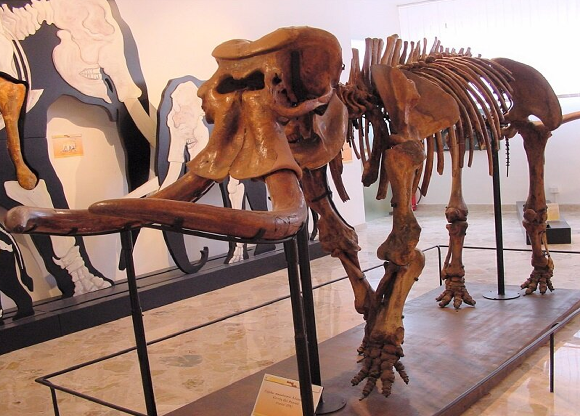 כל דור שקל 200 ק"ג פחות. שלד של אחד הפילים הגמדיים | מקור: ארכיון המוזיאון הגיאולוגי, Gemmellaro