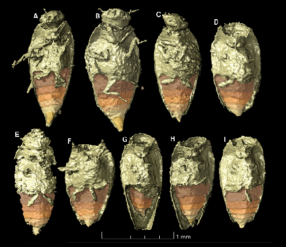 בחלק מהחיפושיות השתמרו אפילו איברים עדינים כמו רגליים ומחושים. החיפושיות שהתגלו בהדמיה | מתוך מאמר המחקר של Qvarnström et al