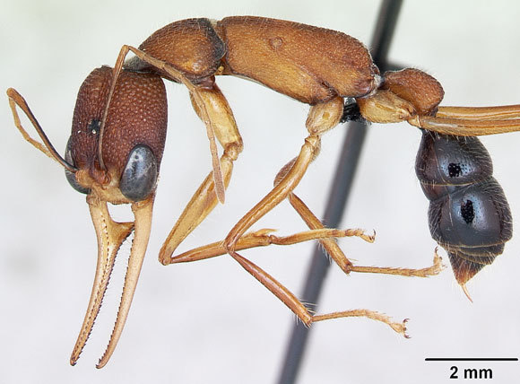 נמלה הודית קופצת | צילום: אפריל נובייל, from www.antweb.org