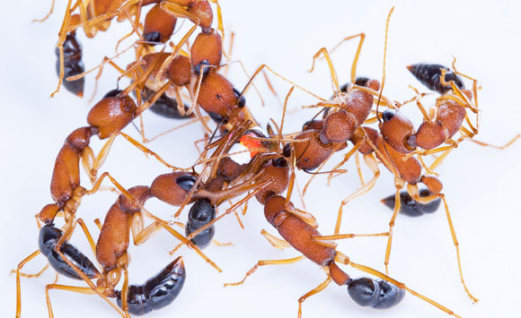 שיטור על ידי נמלים קופצות הודיות | צילום: קלינט פניק