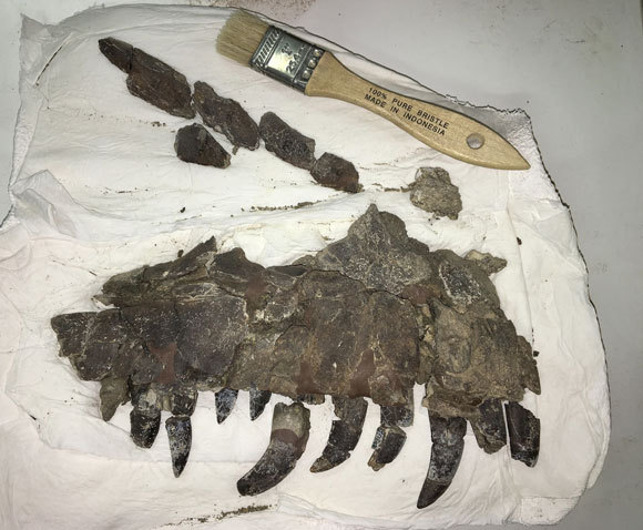 לסת עליונה של Teratophoneus | צילום: BLM, באדיבות ד"ר אלן טיטוס / Flickr