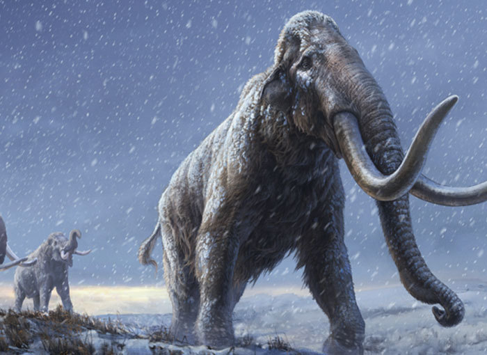 החוקרים סבורים כי מהשושלת הזו התפתחו הממותות הצמריות. מראה משוער של הממותה אדיצ'ה | איור: Beth Zaiken/Centre for Palaeogenetics