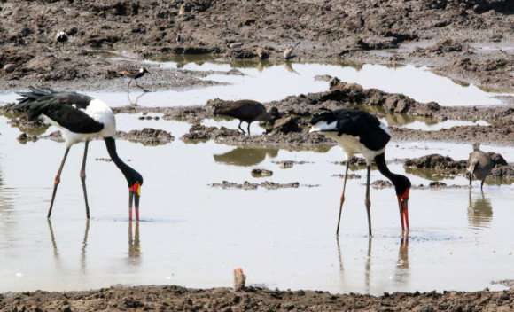 חסידות האוכף (חסידה אוכפית) מחפשות מזון במים עם מקורן | צילום: © David Hone