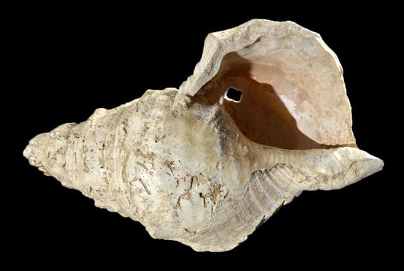 קונכיית מרסולה | צילום: Carole Fritz et al. 2021