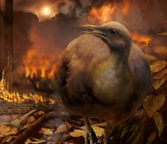 ציור דמיוני של אחת הציפורים נמלטת מפגיעת האסטרואיד | איור: Philipp M. Krzeminski, Field Museum