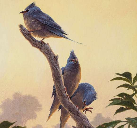 ההורים של רבות משושלות הציפורים המודרניות. מראה משוער של הציפור שחיה כמה מיליוני שנים לאחר ההכחדה הגדולה | איור: Sean Murtha