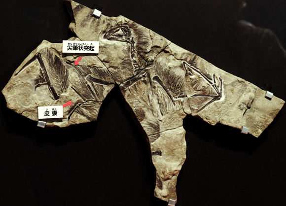 כך אולי נראה אי צ'י | איור: Emily Willoughby, Wikipedia