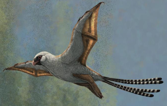 זו ציפור? זה עטלף? לא - זה אמבופטריקס בדאייה, לפחות לפי דמיונו של הצייר | איור: Gabriel Ugueto, THE UNIVERSITY OF HONG KONG