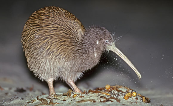 נקבת קיווי מחפשת מזון בחול |צילום: TUI DE ROY / NATURE PICTURE LIBRARY / SCIENCE PHOTO LIBRARY