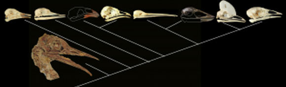 עץ אבולוציוני משוער של איבר ה"מגע מרחוק" | מקור: Carla Toit, The Royal Society