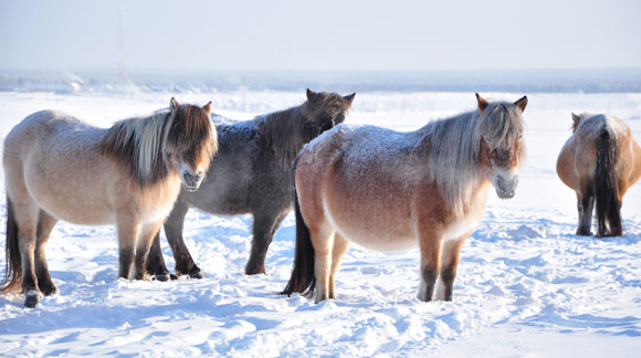 מותאמים לחיים גם בתקופת הקרח. סוסי בר סיביריים, שבעבר רעו באזור עדרים גדולים שלהם | צילום: Piu_Piu, Shutterstock