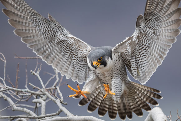 דוגמה למיזם שיקום שהצליח: הבז הנודד בצפון אמריקה. בז בניו ג'רזי| צילום: Harry Collins Photography, Shutterstock