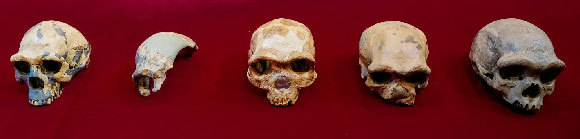 הגולגולת מחרבין (מימין) ולצידה גולגולות ושברי גולגולות נוספים ממזרח אסיה | Kai Geng