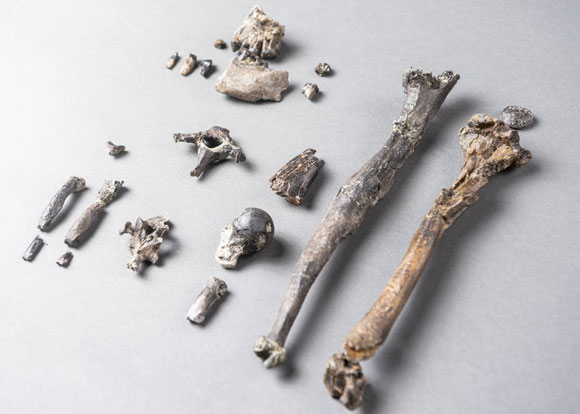 זרועות ארוכות, שוקיים דומים לאלו של אדם. עצמות מהשלדים המאובנים | Christoph Jäckle