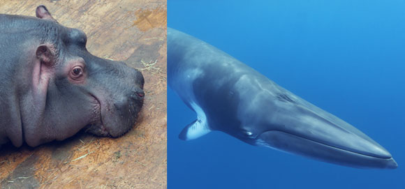 חלק מהגנים נשארו ביבשה. לווייתן מינקי צפוני והיפופוטם | צילומים: Shutterstock, Science Photo Library