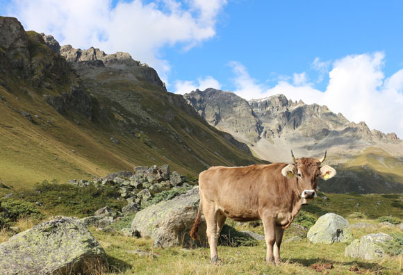 ההשפעה הסביבתית של החקלאות החלה כבר בשחר ההיסטוריה. פרה במרעה באלפים האיטלקים | צילום: Andrea Kay