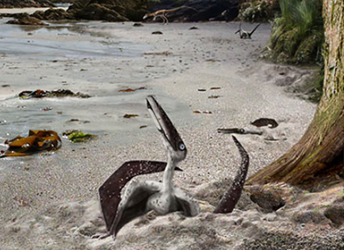 פטרוזאורוס צעיר שזה עתה בקע, כפי שאמן דמיין אותו. האם הוא מוכן לתעופה? | איור: James Brown, University of Leicester