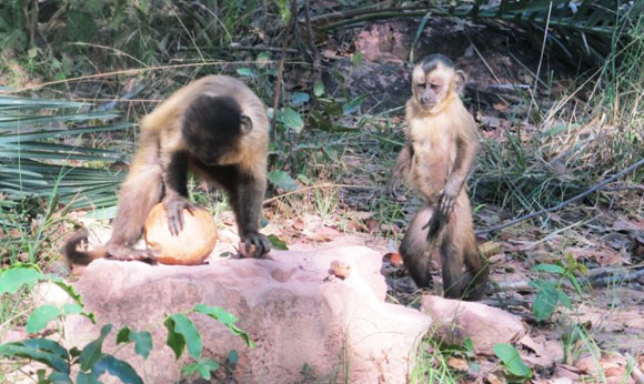 קופת קפוצ'ין מפצחת אגוז בעזרת אבן, כשבנה מסתכל