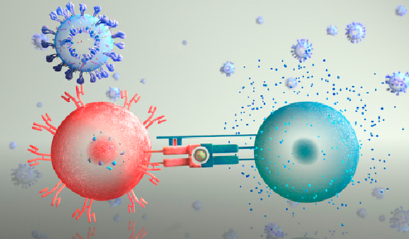 תא B (אדום) מגייס תא T עוזר (טורקיז) למאבק בנגיף קורונה (למעלה) | איור: ANATOMIC GROOVE / SCIENCE PHOTO LIBRARY