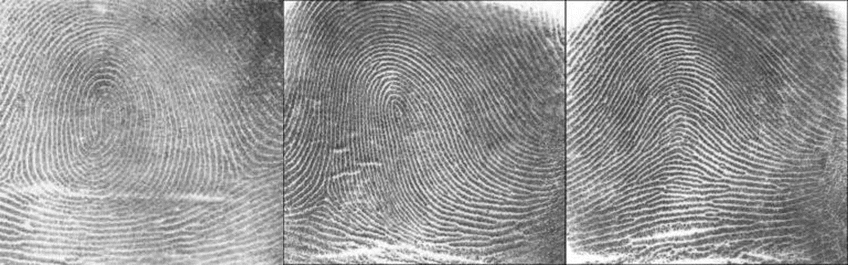 מימין לשמאל: קשת, לולאה ומערבולת – שלושת תבניות טביעות האצבע העיקריות