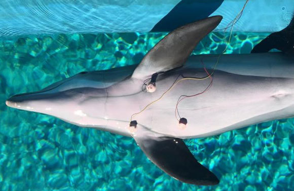 Delphin mit Elektroden, die die Herzfrequenz messen. Mirag, Siegfried and Roy's Secret. Garden and Dolphin Habitat