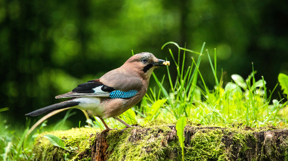 עורבני שחור כיפה באוקראינה | צילום: David Kalosson, Shutterstock