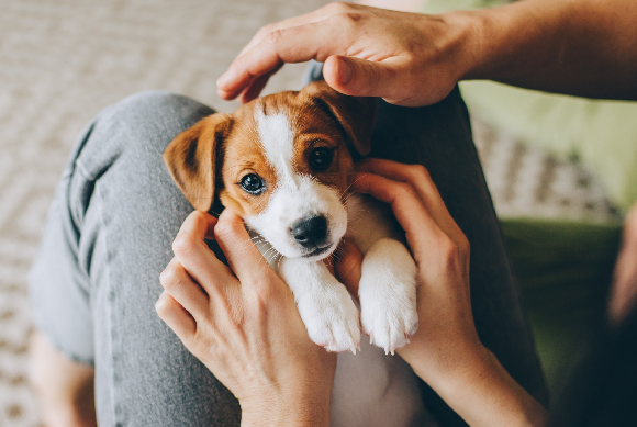 צילום: Inna Skaldutska Shutterstock