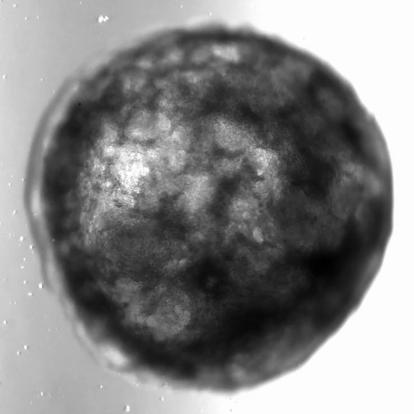 אורגנואיד הלב בפעולה | צילום: The Mendjan Lab