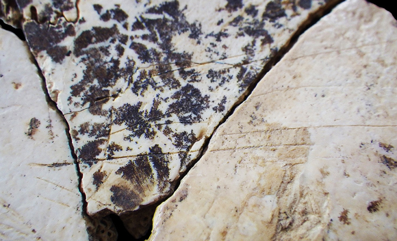 גולגולת של נער ממערת מולה-גרסי ועליה סימני חיתוך וחריצה המעידים על קניבליזם | צילום מתוך מאמר המחקר