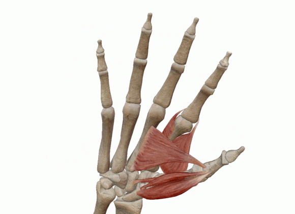 שרירי היד המשתתפים באחיזת דיוק | Katerina Harvati, University of Tübingen