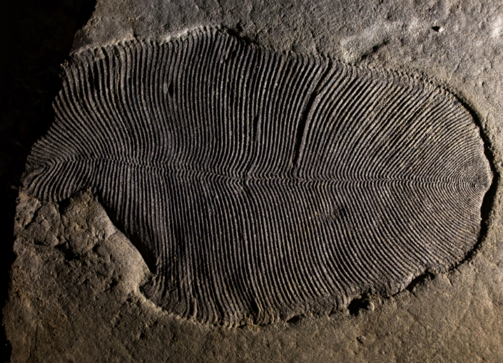 הקדימו ב-20 מיליון שנה את החיים המורכבים על כדור הארץ. אחד ממאובני הדיקינסוניה שנאספו במחקר | צילום: ANU