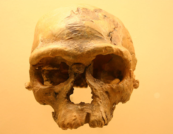 הומו סאפיינס בן יותר מ-300 אלף שנה. גולגולת מג'בל ירהוד במרוקו, המוצגת במוזיאון סמית'סוניאן | צילום: ויקיפדיה, Ryan Somma 